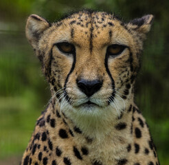 Cheeta