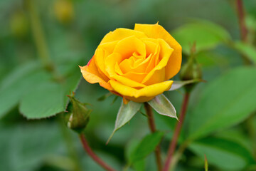 黄色い薔薇の花