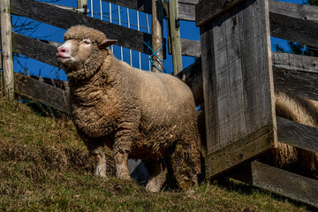 Schafe auf der Weide