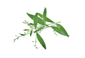 Fototapeta premium Andrographis paniculata plant on white background