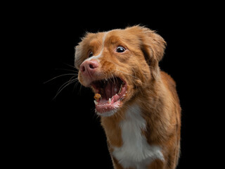 dog catch a piece of food. Funny muzzle Nova Scotia Duck Tolling Retriever. Wide angle. Pet on black