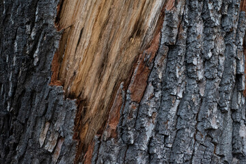 wind broken tree in the fall forest
