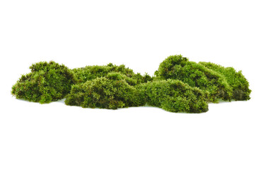 Green moss with grass isolated on white background © SAKORN