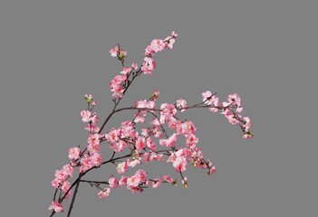 Fake peach blossom branch to decorate for celebrating Lunar New Year. It's also called Tet holidays in Vietnam, isolated on gray background