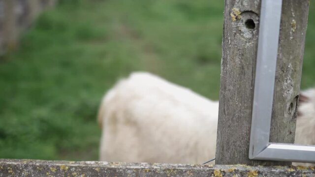 Curious brown bearded goat sticking its head over fence on a farm