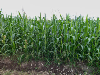 Fototapeta premium Maizales