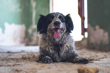 Old dog, black and white, alone, abandoned in a rural house.