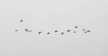 Herbst am See, Enten fliegen im Nebel