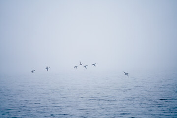 Herbst am See, Enten fliegen im Nebel über dem Wasser