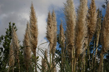 Le ciel est nuageux et menaçant derrière ces très belles herbes de Panama et leurs plumeux qui se dressent vers lui