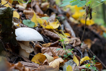 Mushroom in fall forest