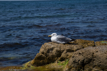 cormorant bird on the seashore