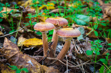 Three mushrooms honey fungus in meadow in the autumn forest among fallen leaves