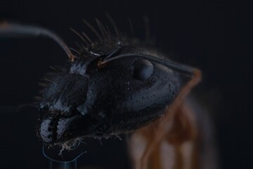 close up of black ant on black background