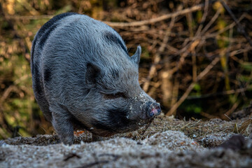 Hängebauchschwein