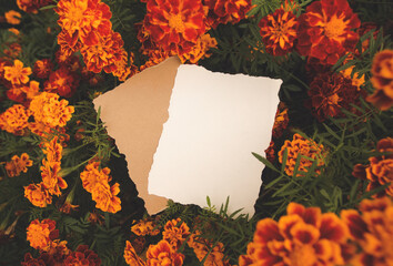 white and craft paper sheets in front of yellow red orange autumn fall marigold calendula flowers...