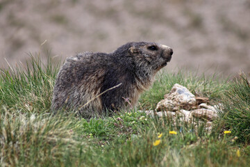 Marmotta marmotta