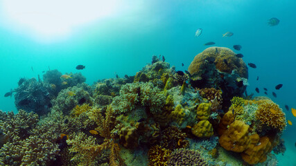 Coral reef underwater with fishes and marine life. Coral reef and tropical fish.