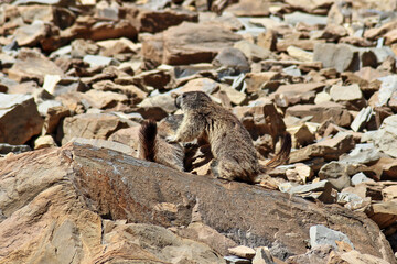 Marmotta marmotta