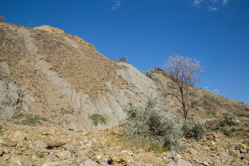 vegetation on the rocks by the sea