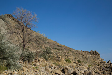 vegetation on the rocks by the sea