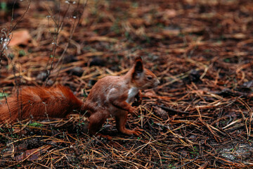 Red squirrel in the autumn forest