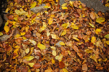 autumn leaves background