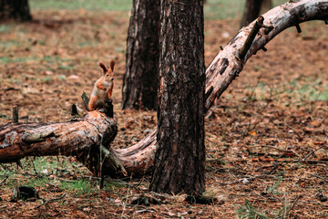 Red squirrel in the autumn forest