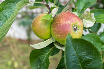Delicious looking organic apples growing on a tree in the garden