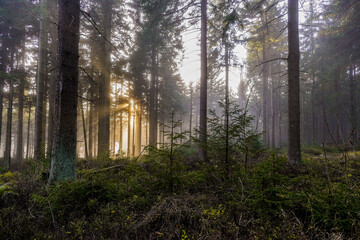 Sonnenstrahlen im Wald im Herbst bei Nebel