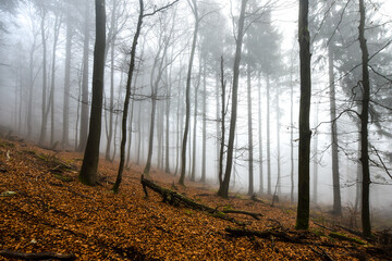 Buchenwald im Herbst im Nebel Berge Nebelwald © fichtelsonne