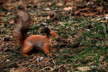 Red squirrel in the autumn forest