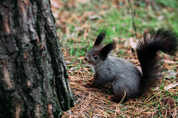 Red squirrel in the autumn forest