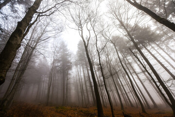Naklejka premium Buchenwald im Herbst im Nebel Berge Nebelwald