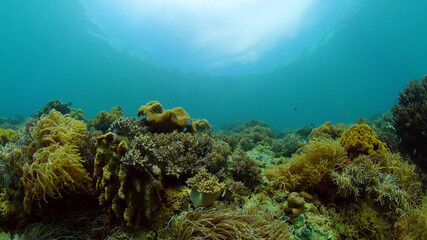 Underwater fish garden reef. Reef coral scene. Coral garden seascape. Philippines.