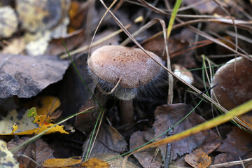 A small inedible mushroom overgrown with moss on a cap, growing among the autumn foliage.