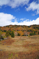 Fototapeta premium 秋の山田牧場