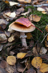 A young toadstool mushroom with a red autumn leaf on a hat.