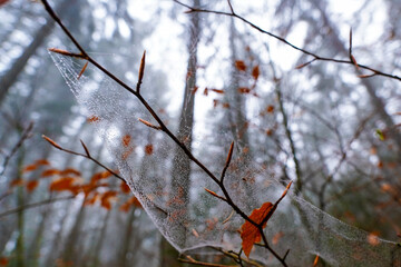 Buchenwald im Herbst im Nebel Berge Nebelwald