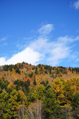 Fototapeta premium 秋の山田牧場