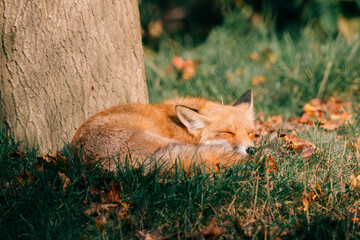 Cute brown red fox laying in the grass, eyes closed, sleeping.