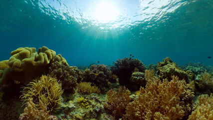 Colourful tropical coral reef. Scene reef. Marine life sea world. Philippines.