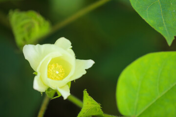 Cotton flower at green cotton field