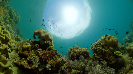 Colourful tropical coral reef. Tropical coral reef. Underwater fishes and corals. Philippines.