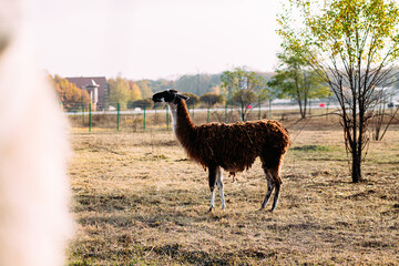 Llamas and alpacas are walking in the field