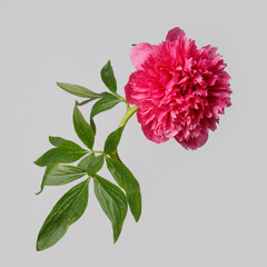 Bright pink peony flower isolated on gray background.