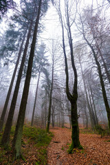 Buchenwald im Herbst im Nebel Berge Nebelwald