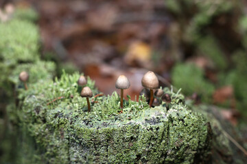 Small hallucinogenic psilocybin mushrooms grow on green moss, on an old rotten oak stump, in a dark...