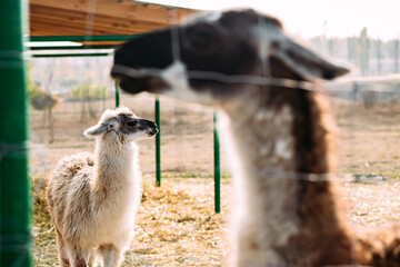 Llamas and alpacas are walking in the field