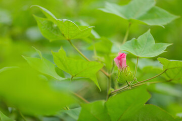Cotton flower at green cotton field